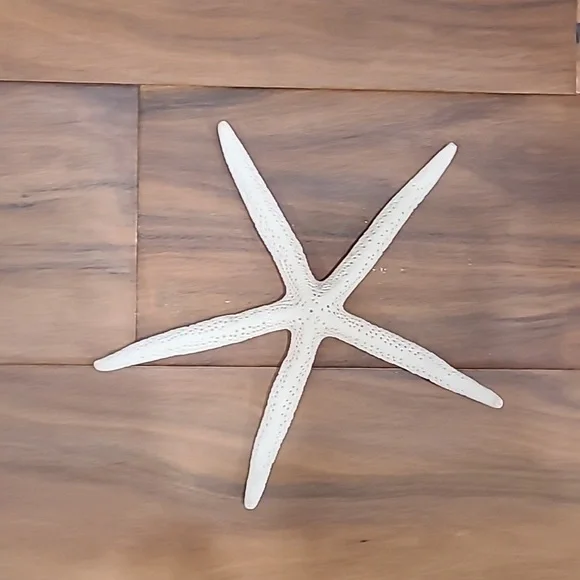 Star fish - Picture 1 of 3